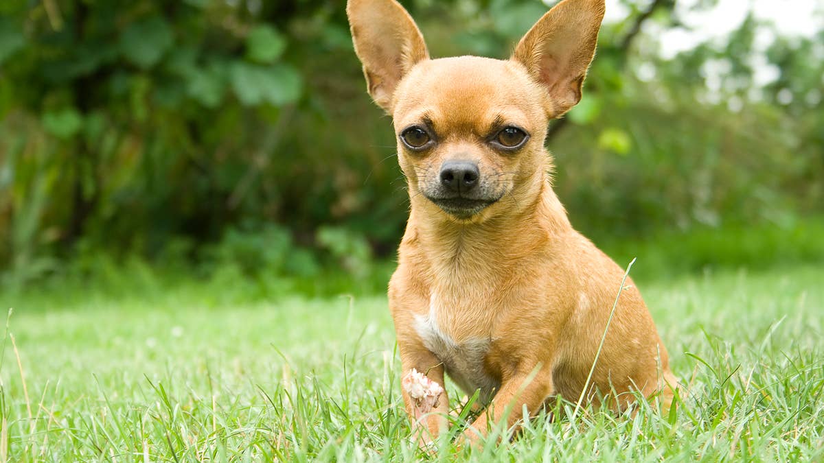 Chihuahua Owners Arrested After Dog Overdoses on Heroin and Cocaine at Motel