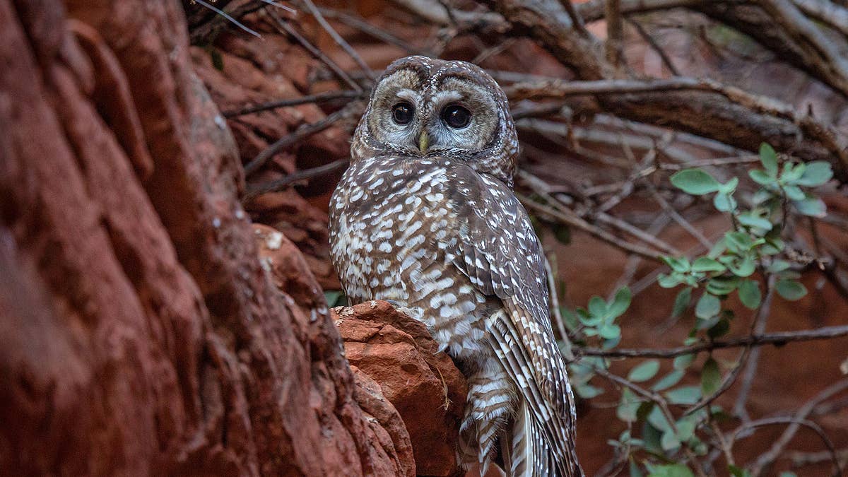 The U.S. Fish and Wildlife Service is tackling the invasive species by hiring trained shooters.